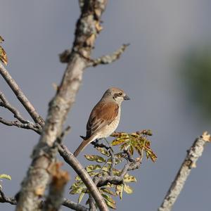 Red-backed Shrike