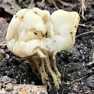 Fluted White Helvella