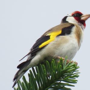 European Goldfinch
