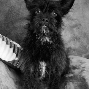 Unknown Breed