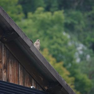Turmfalke
