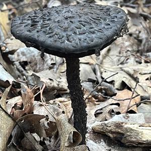 Old Man of the Woods