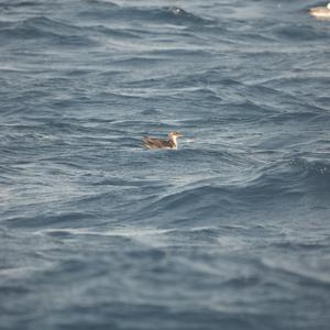 Yelkouan Shearwater