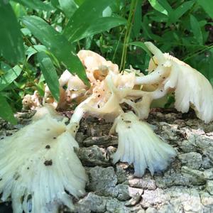 Unknown Species