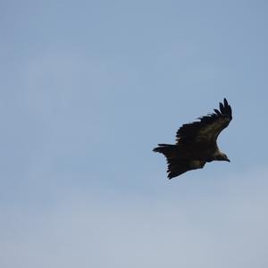 Gänsegeier