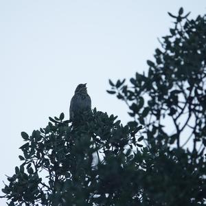 Corn Bunting