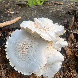 Unknown Species