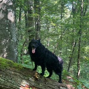 Kroatischer Schäferhund