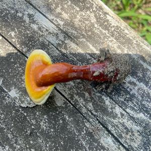 Unbekannte Art