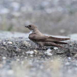 Eurasian Crag-martin
