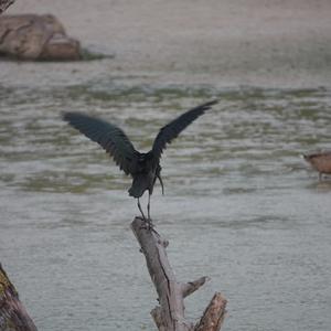 Glossy Ibis