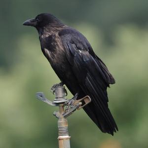 Carrion Crow