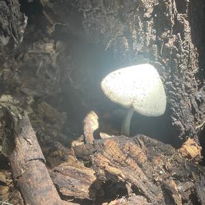 Unknown Species