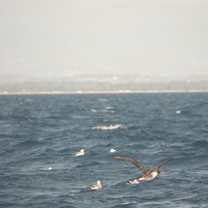 Northern Gannet