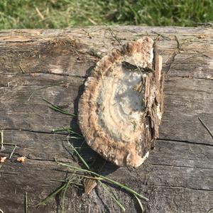Unknown Species