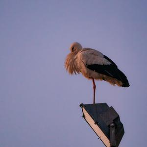 Weißstorch