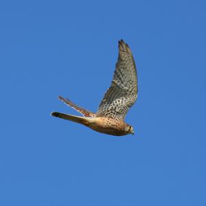 Turmfalke