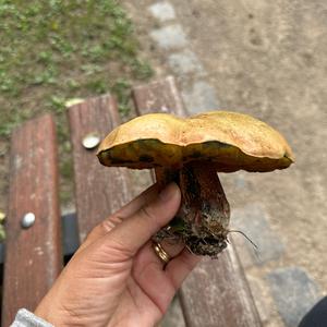 Unknown Species