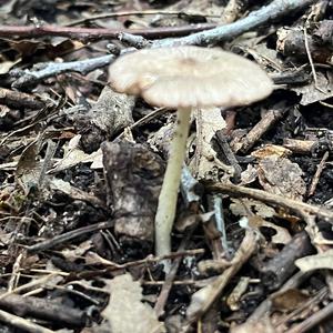 Unknown Species