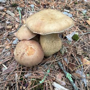 Bitter Bolete