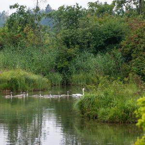 Höckerschwan