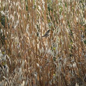 Zitting Cisticola