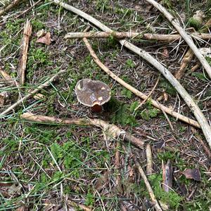 Red-cracked Bolete