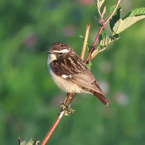 Braunkehlchen