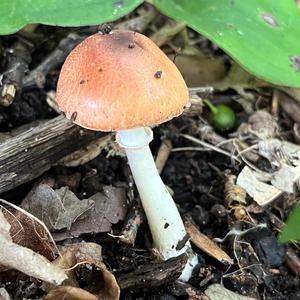 Unknown Species