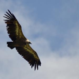 Gänsegeier