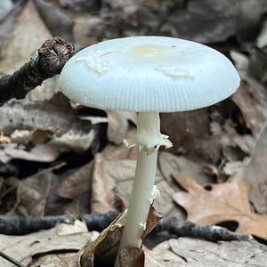 Unknown Species