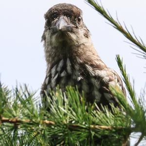 Spotted Nutcracker