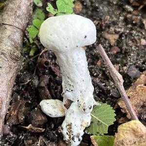 Unknown Species