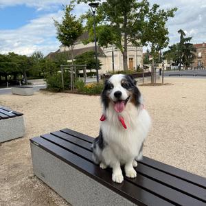 Australian Shepherd