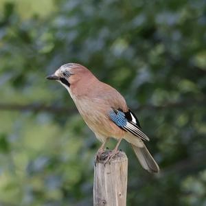 Eurasian Jay