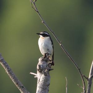 Whinchat