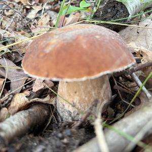Sommer-Steinpilz