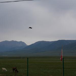 Black Kite