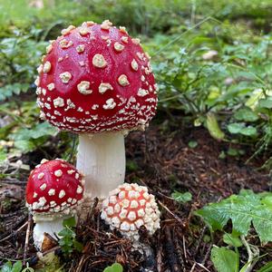 Fliegenpilz