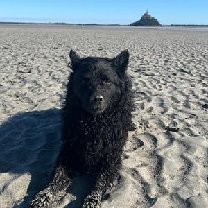 Kroatischer Schäferhund