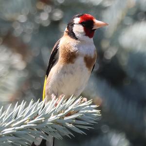European Goldfinch