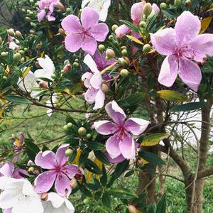 Unknown Species