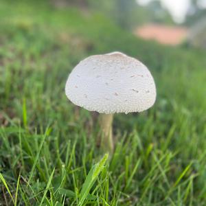 Unknown Species