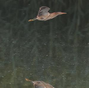 Little Bittern