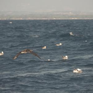 Northern Gannet