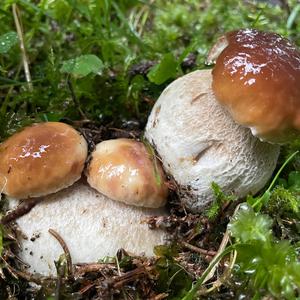 Sommer-Steinpilz