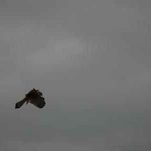 Turmfalke