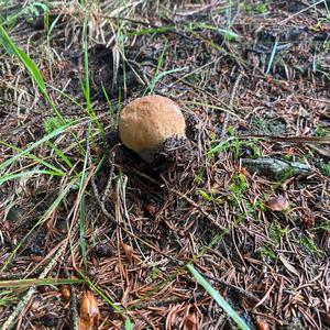 Steinpilz