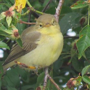 Melodious Warbler
