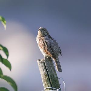 Eurasian Wryneck